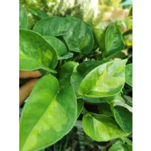 Epipremnum Global Green - Szobai futóka