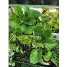 Epipremnum Global Green - Szobai futóka