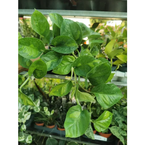 Epipremnum Global Green - Szobai futóka