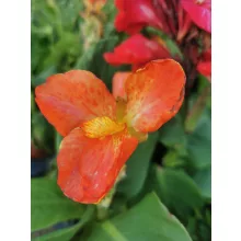 Canna Happy Cleo - Törpe kanna