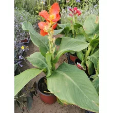 Canna Happy Cleo - Törpe kanna