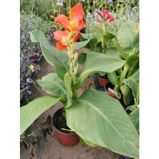 Canna Happy Cleo - Törpe kanna