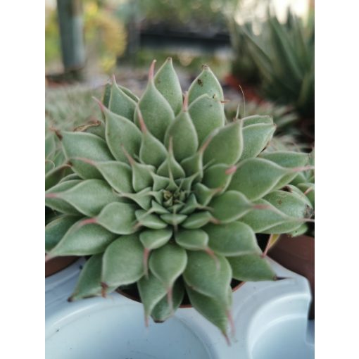 Graptopetalum filiferum