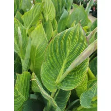 Canna Striata (I.) - Kannavirág