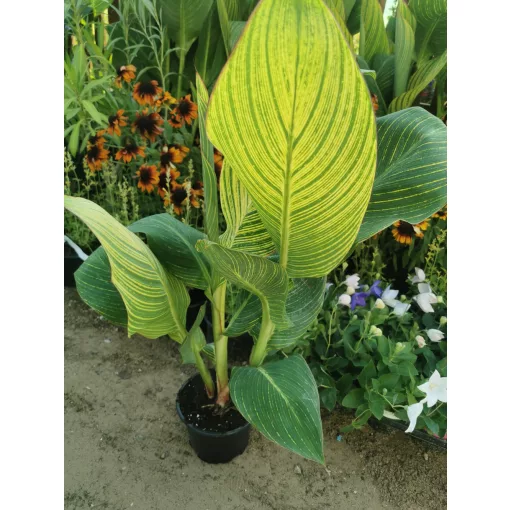 Canna Striata (I.) - Kannavirág