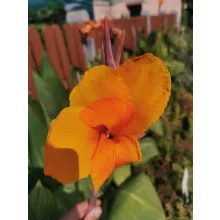 Canna Striata (I.) - Kannavirág