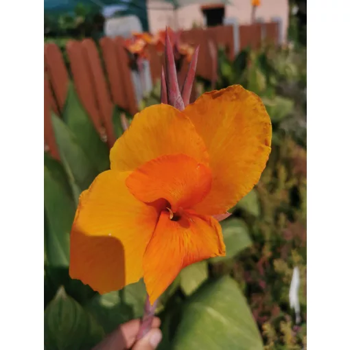 Canna Striata (I.) - Kannavirág