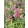 Agastache Rosie Posie - Kolibrimenta