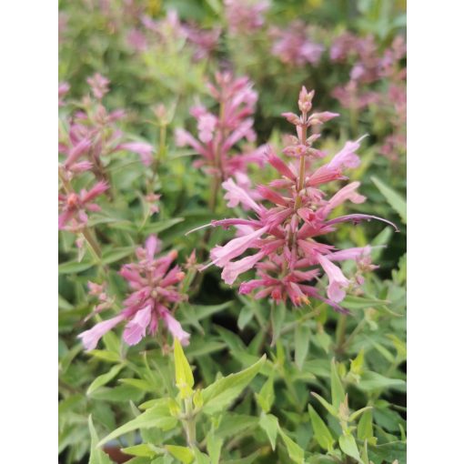 Agastache Rosie Posie - Kolibrimenta