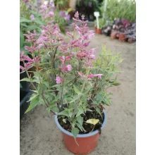 Agastache Rosie Posie - Kolibrimenta