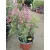 Agastache Rosie Posie - Kolibrimenta