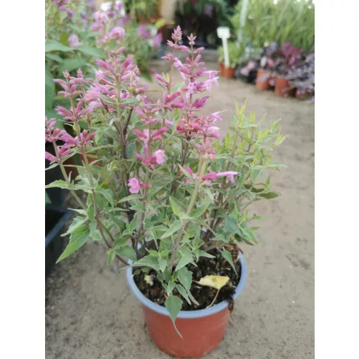 Agastache Rosie Posie - Kolibrimenta