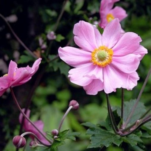 Anemone x hybrida Garden Breeze Whirlwind Pink - Szellőrózsa