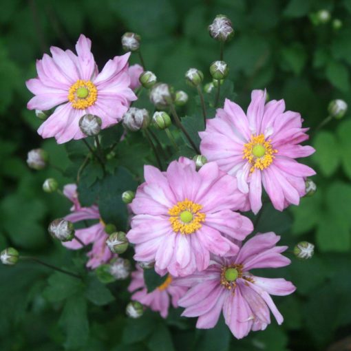 Anemone x hybrida Pretty Lady Emily - Szellőrózsa