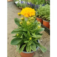 Coreopsis grandiflora Golden Sphere Yellow - Menyecskeszem