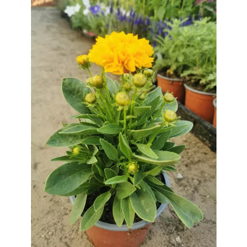 Coreopsis grandiflora Golden Sphere Yellow - Menyecskeszem