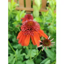 Echinacea Eccentric - Kasvirág