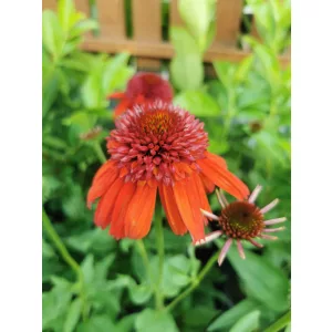 Echinacea Eccentric - Kasvirág