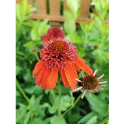 Echinacea Eccentric - Kasvirág