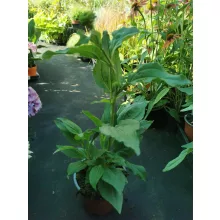 Echinacea Eccentric - Kasvirág