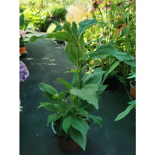 Echinacea Eccentric - Kasvirág