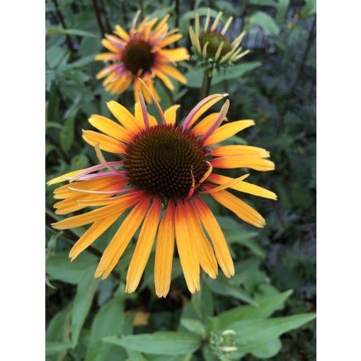 Echinacea Funky Yellow - Kasvirág