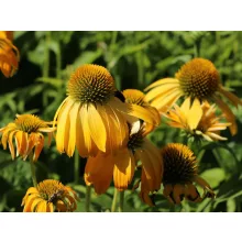 Echinacea Prairie Blaze Golden Yellow - Kasvirág
