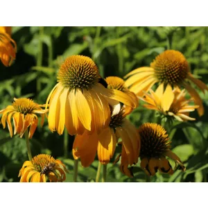 Echinacea Prairie Blaze Golden Yellow - Kasvirág