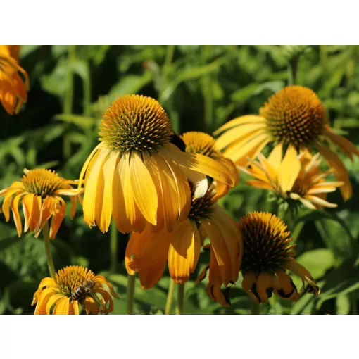 Echinacea Prairie Blaze Golden Yellow - Kasvirág