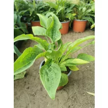 Echinacea Prairie Blaze Golden Yellow - Kasvirág