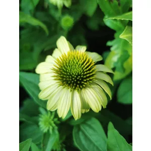 Echinacea purpurea Prairie Blaze Green - Kasvirág (mag)