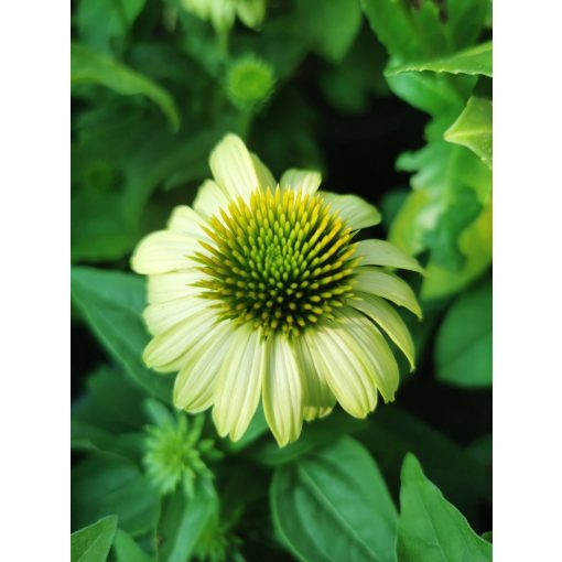 Echinacea Prairie Blaze Green - Kasvirág