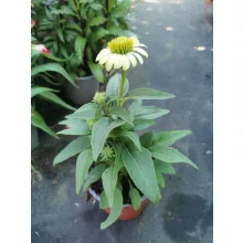 Echinacea purpurea Prairie Blaze Green - Kasvirág (mag)