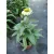 Echinacea purpurea Prairie Blaze Green - Kasvirág (mag)