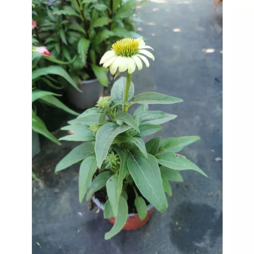 Echinacea purpurea Prairie Blaze Green - Kasvirág (mag)