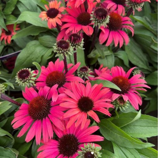 Echinacea Sunseekers Pomegranate - Kasvirág