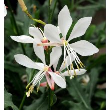 Gaura lindheimeri Gambit Compact White - Díszgyertya