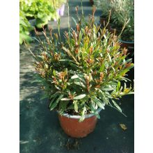 Gaura lindheimeri Gambit Compact White - Díszgyertya