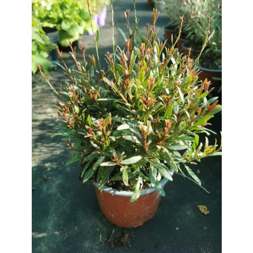 Gaura lindheimeri Gambit Compact White - Díszgyertya