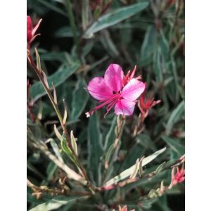 Gaura lindheimeri Gambit Variegata Rose - Díszgyertya