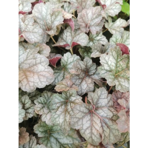 Heuchera Cinnabar Silver - Tűzgyöngyvirág