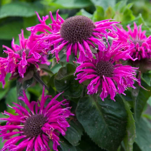 Monarda didyma Bee Free - Méhbalzsam