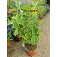 Monarda didyma Bee Free - Méhbalzsam