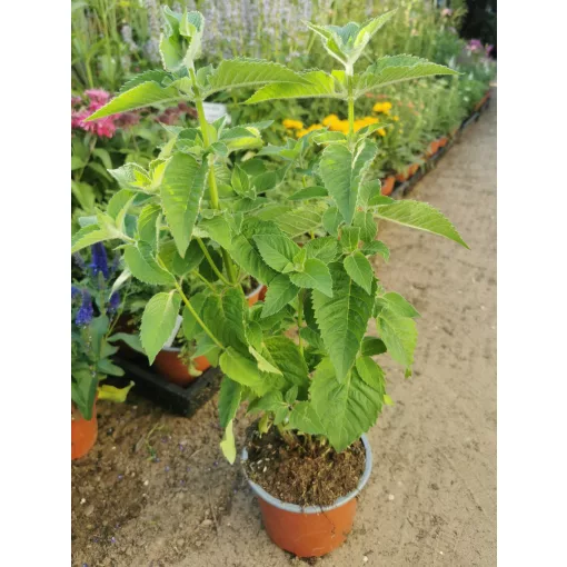 Monarda didyma Bee Free - Méhbalzsam