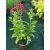 Phlox paniculata Flame Red - Bugás lángvirág