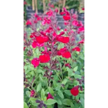 Salvia greggii Mirage Cherry Red - Őszi zsálya