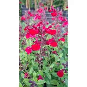 Salvia greggii Mirage Cherry Red - Őszi zsálya