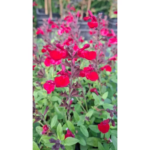 Salvia greggii Mirage Cherry Red - Őszi zsálya