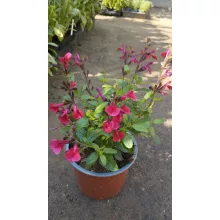 Salvia greggii Mirage Cherry Red - Őszi zsálya