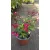 Salvia greggii Mirage Cherry Red - Őszi zsálya